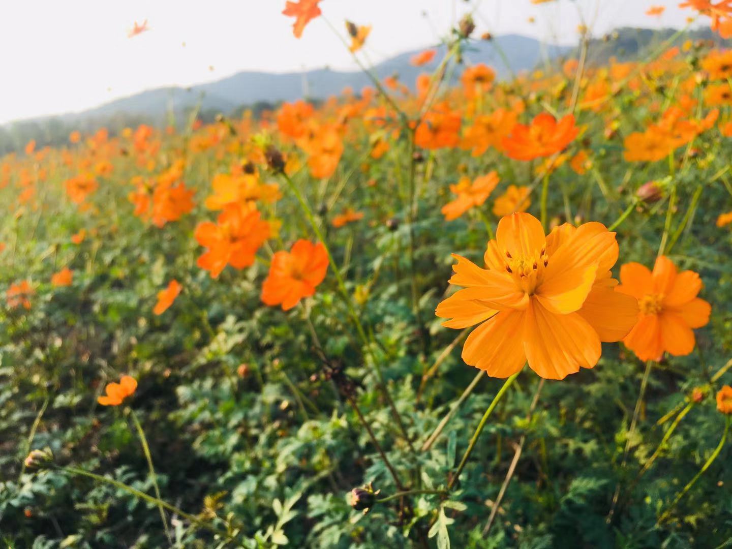 ���ϏV���ҕ��W��ô���ǎױ�������Щ�Ì��I�����Y�l���Æ�