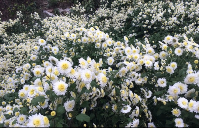 2020年學位英語報名時間及條件介紹?學位英語難考嗎過不了怎么辦?