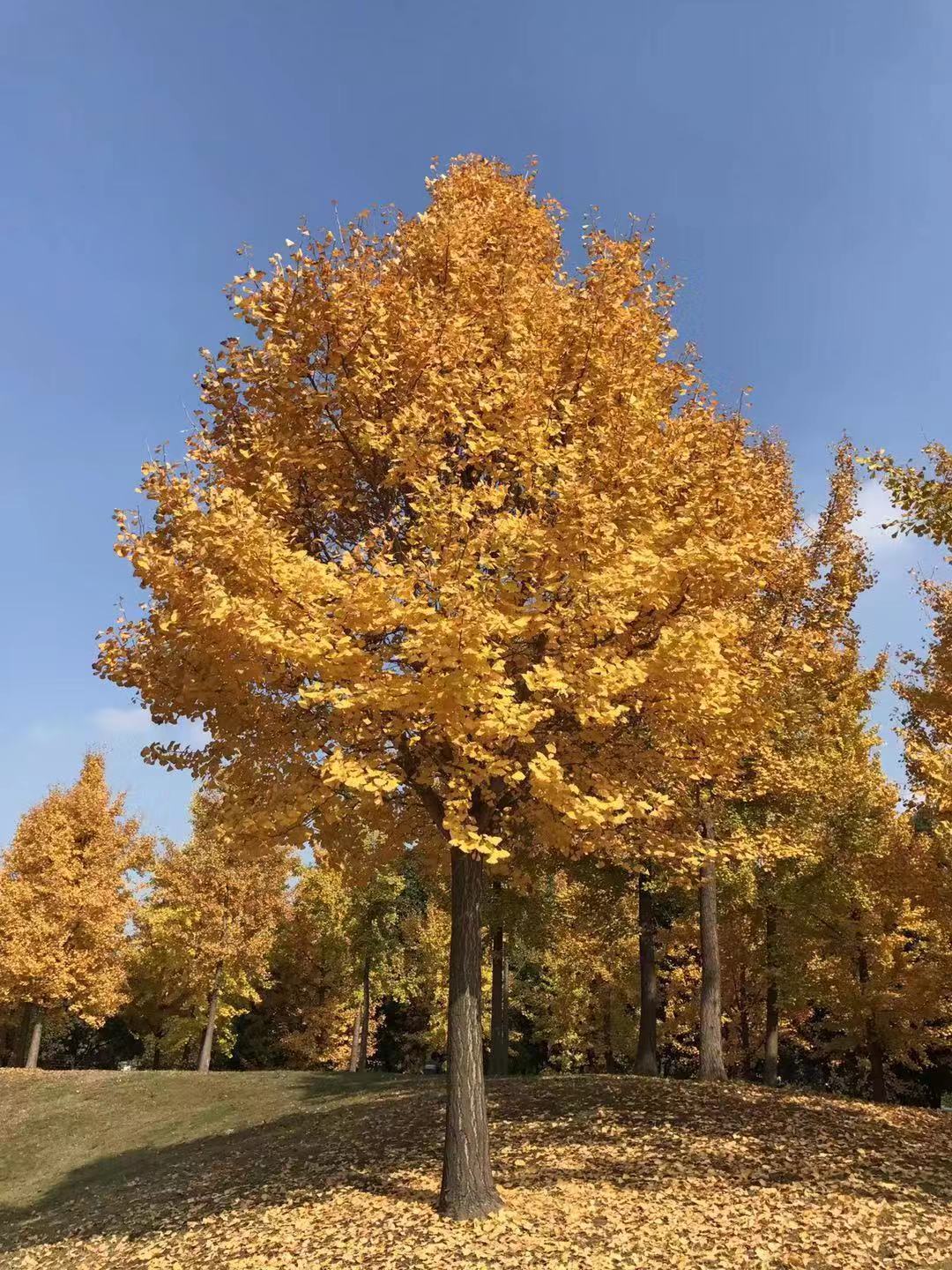 函授文憑是全日制還是非全日制學(xué)歷?非全日制學(xué)歷真的沒有用嗎