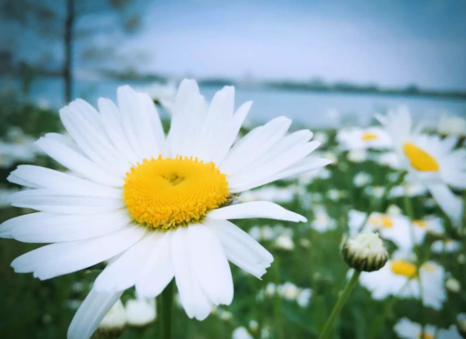 吉林大學自考證書有用嗎有哪些專業?2019吉大自考錄取分數線高嗎?